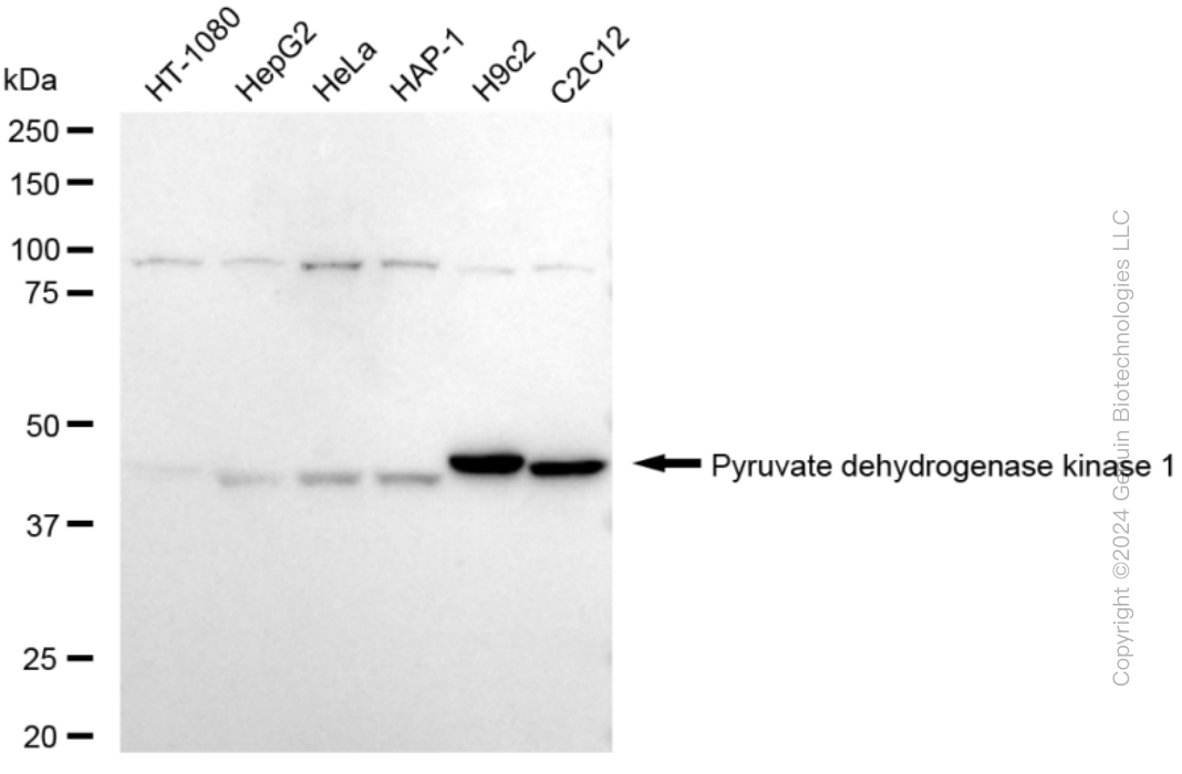 PDK1 antibody