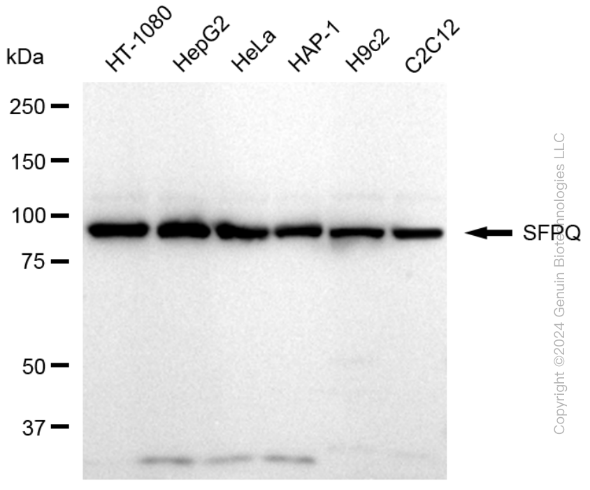 SFPQ antibody