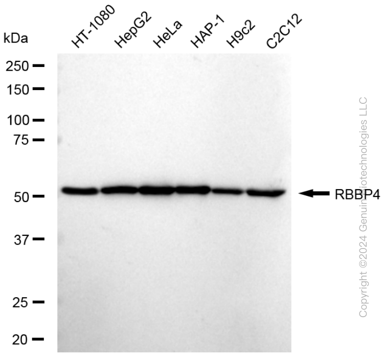 RBBP4 antibody