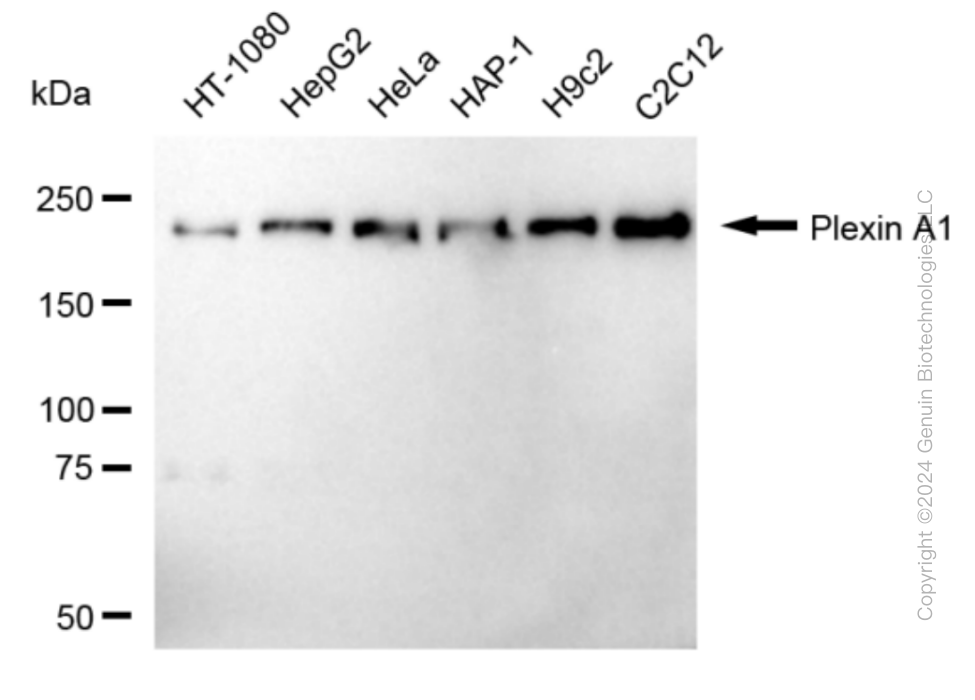 PLXNA1 antibody