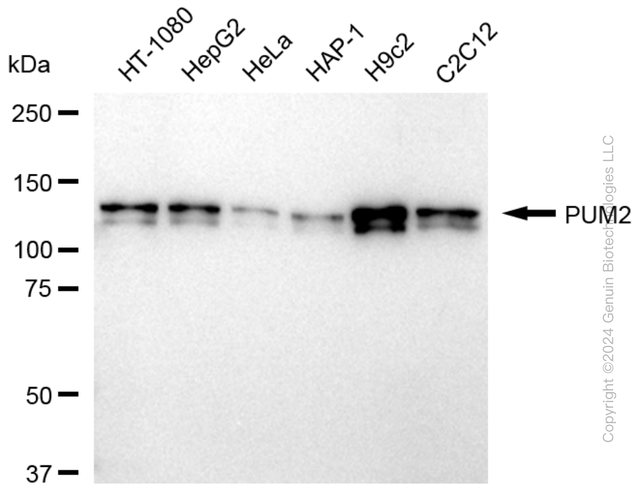 PUM2 antibody