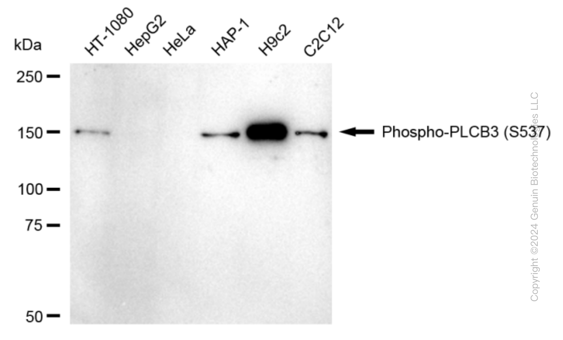 PLCB3 antibody