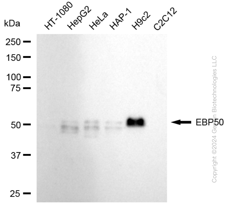 NHERF1 antibody