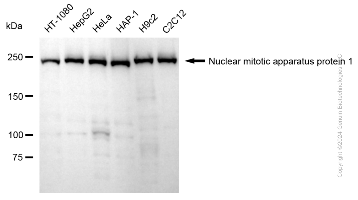 NUMA1 antibody