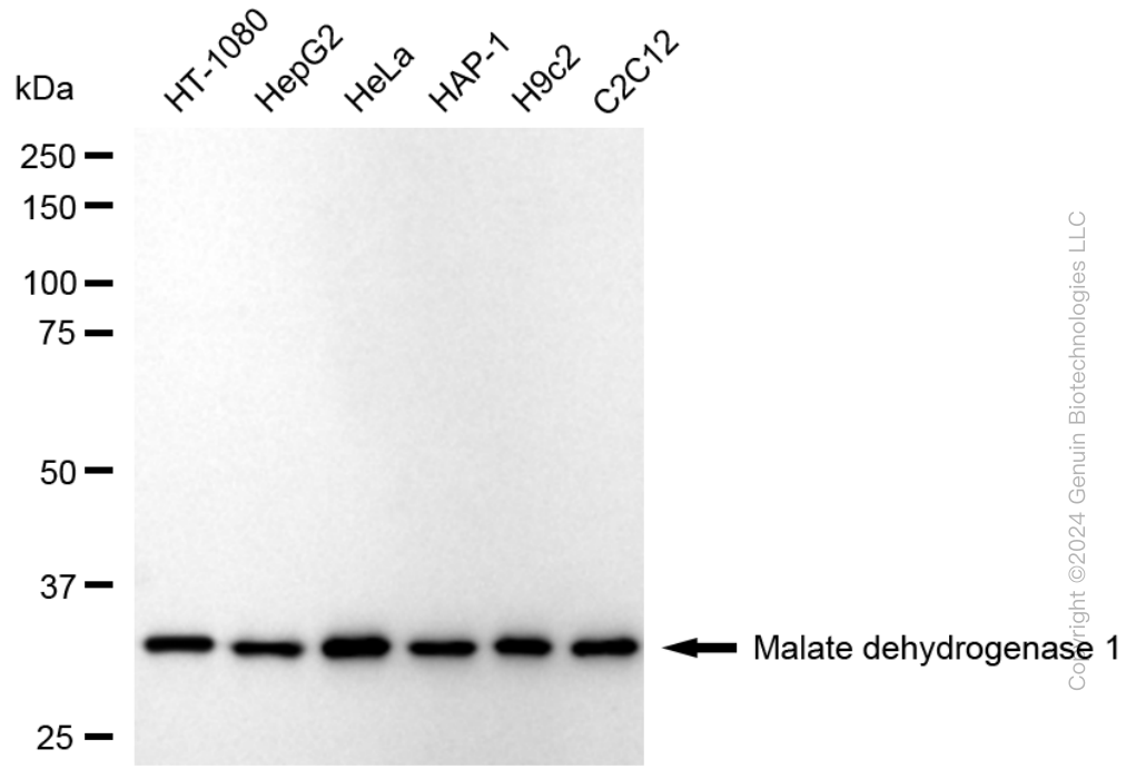 MDH1 antibody