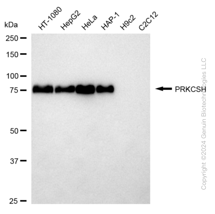 PRKCSH antibody