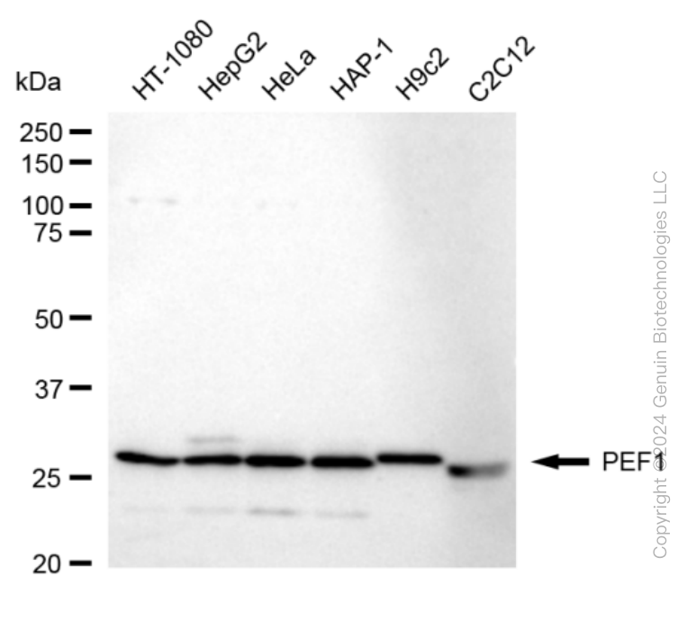 PEF1 antibody