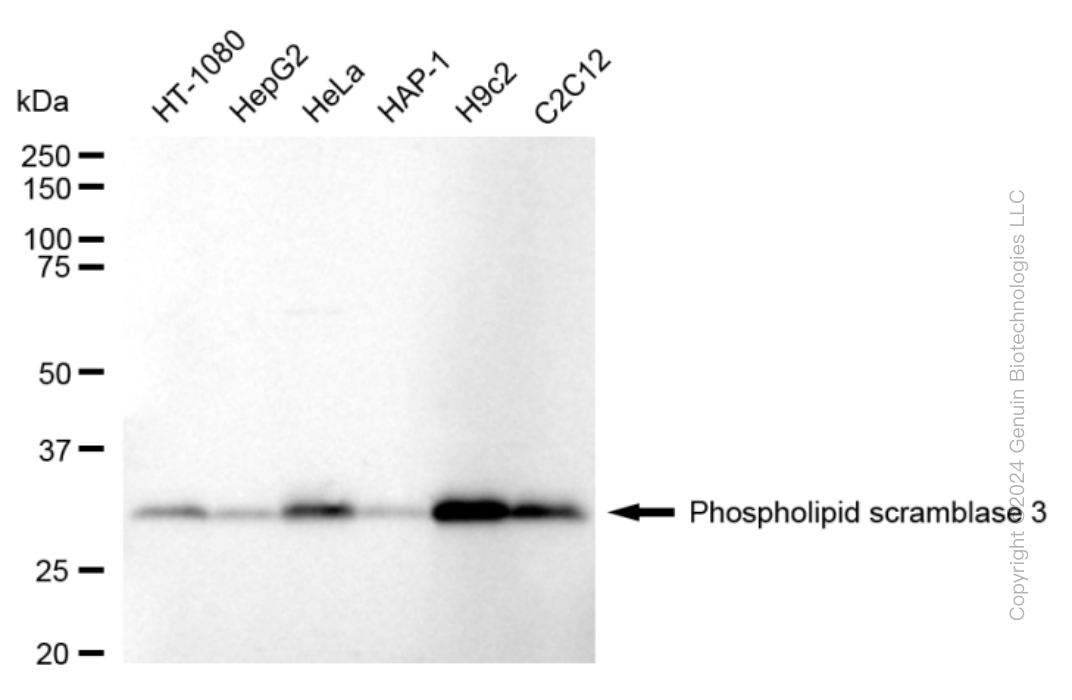 PLSCR3 antibody
