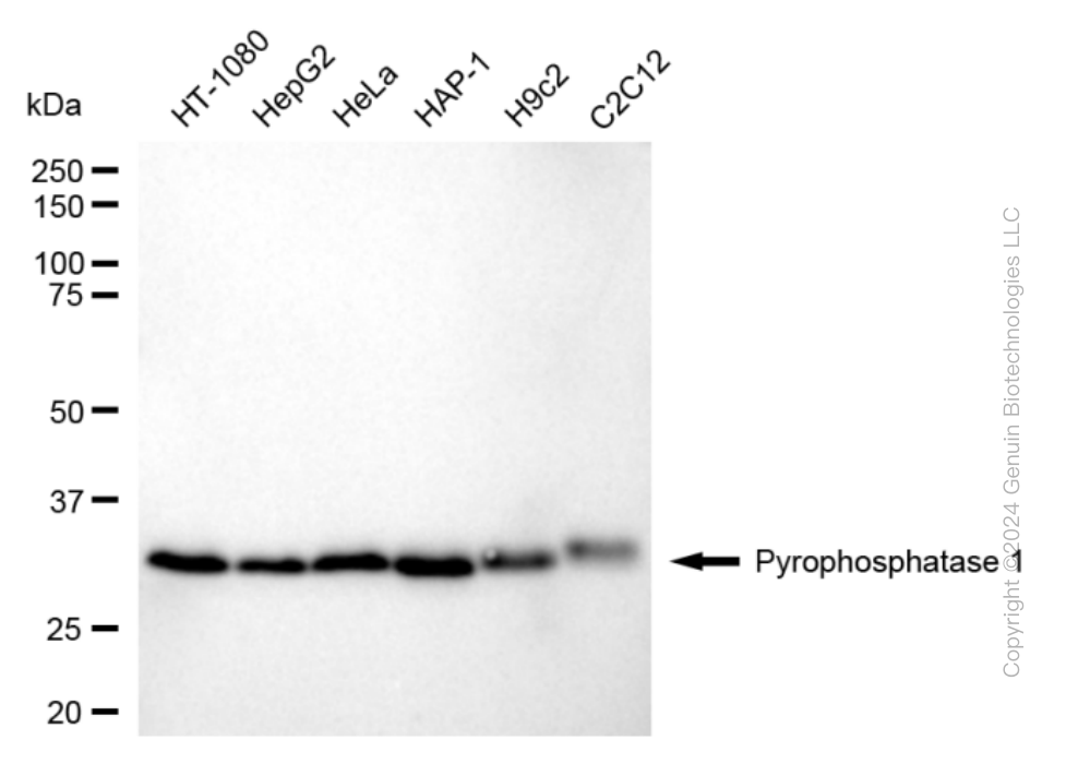 PPA1 antibody