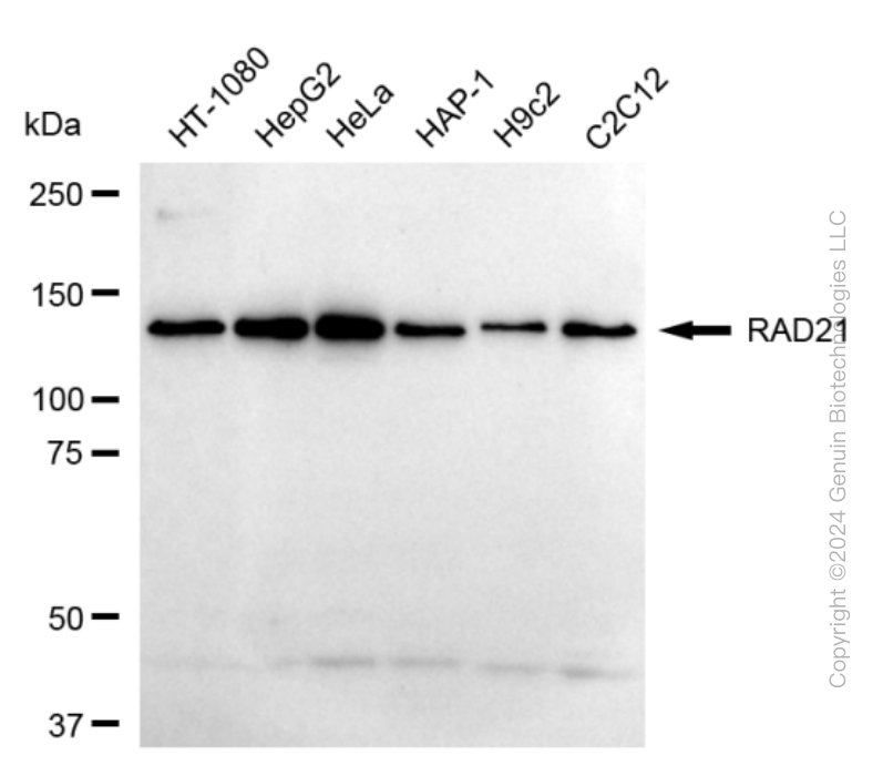 RAD21 antibody