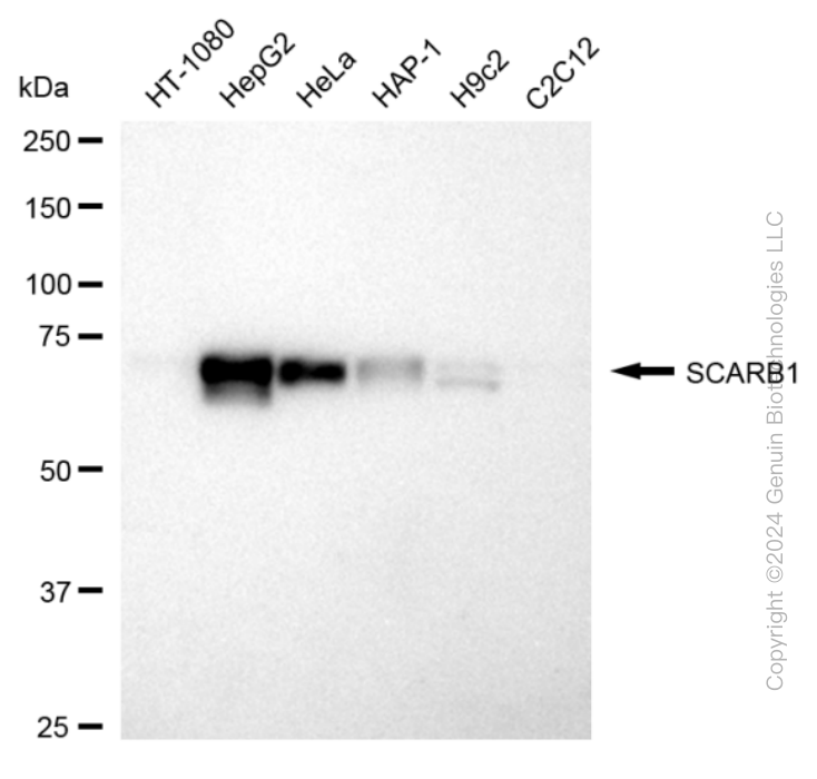 SCARB1 antibody