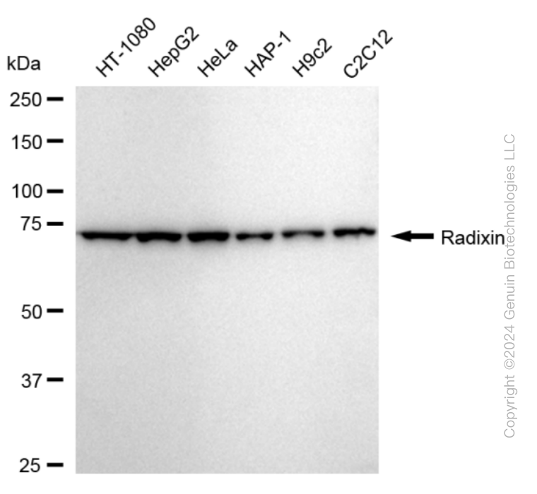 RDX antibody