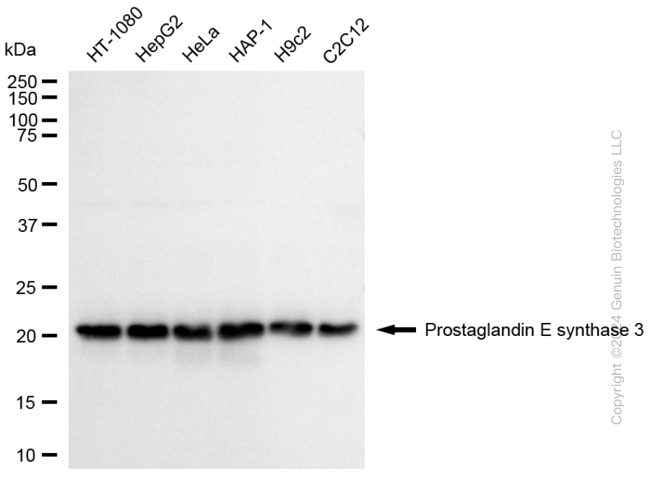 PTGES3 antibody