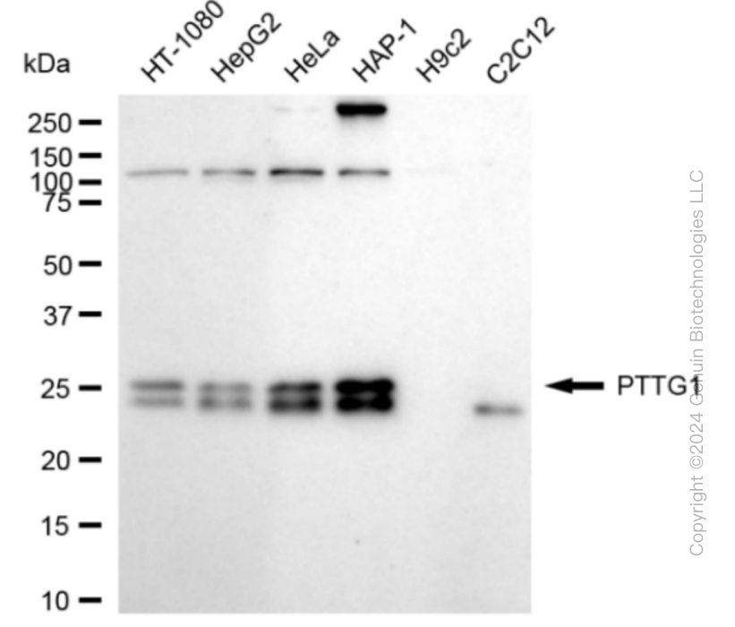 PTTG1 antibody