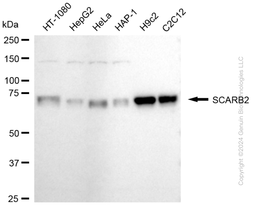 SCARB2 antibody