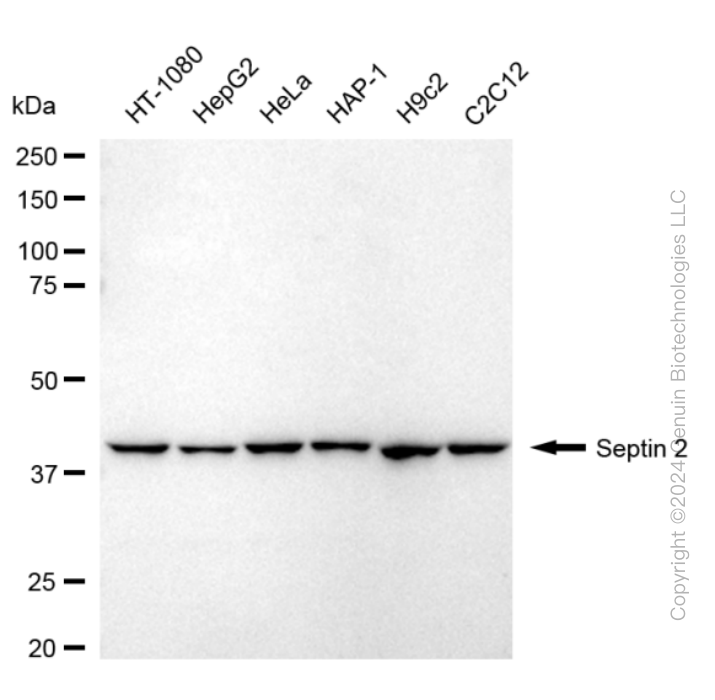 SEPTIN2 antibody
