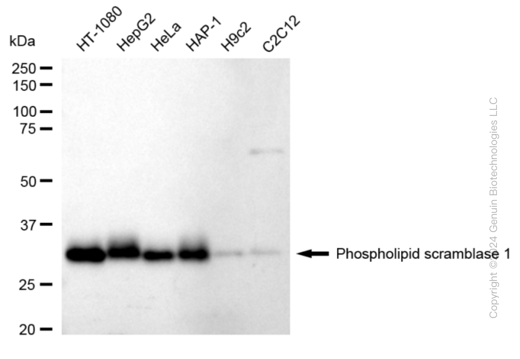 PLSCR1 antibody