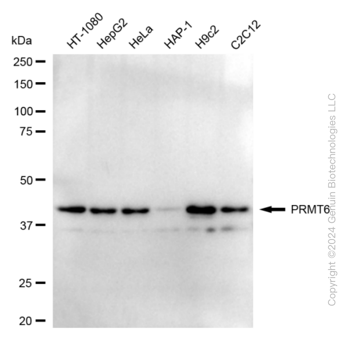 PRMT6 antibody
