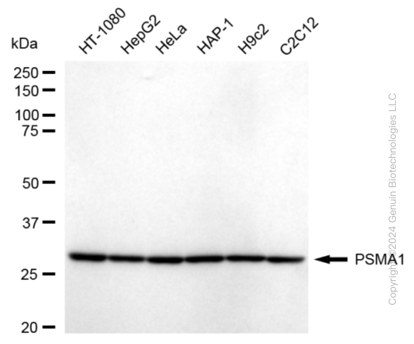PSMA1 antibody