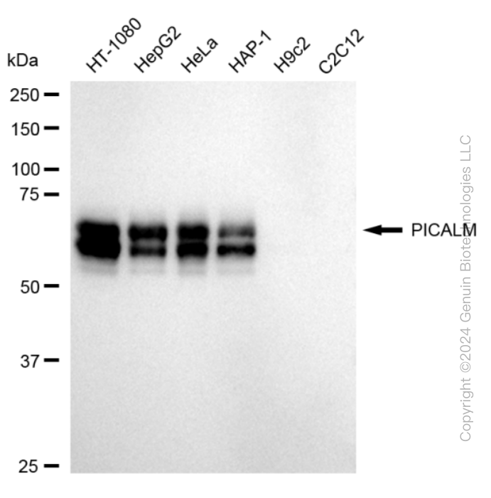 PICALM antibody