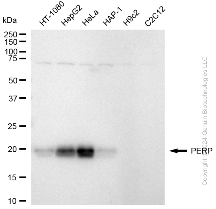 PERP antibody