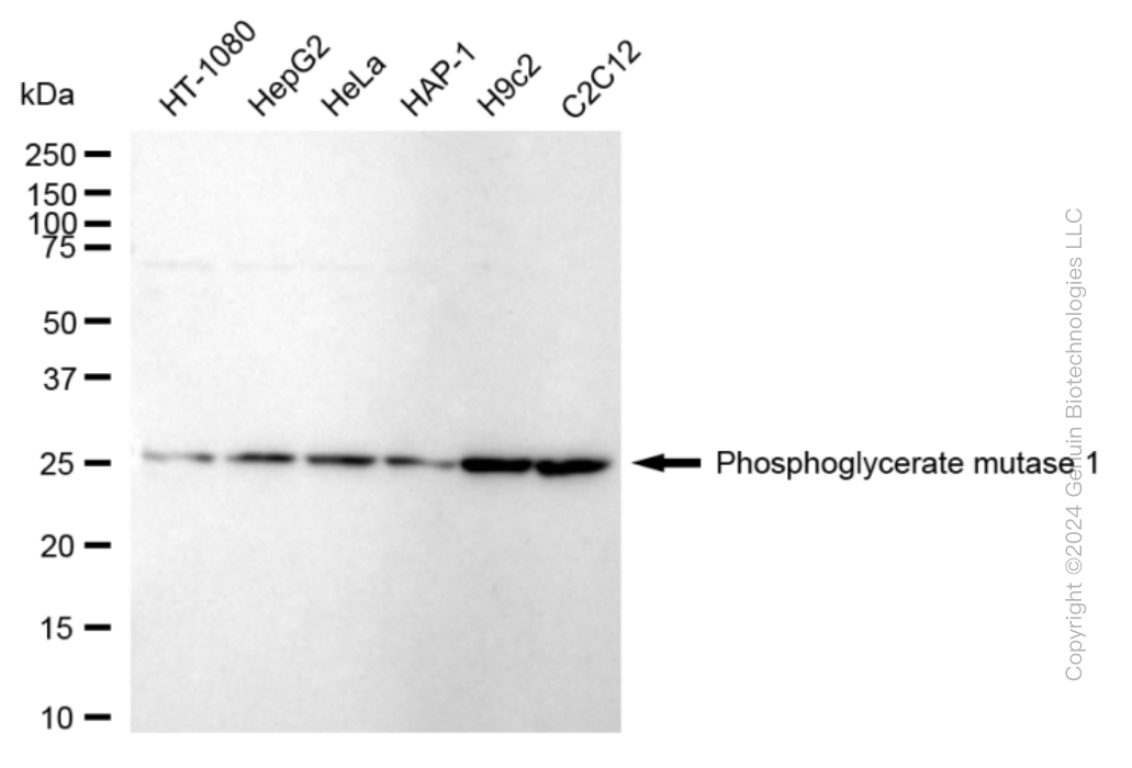PGAM1 antibody