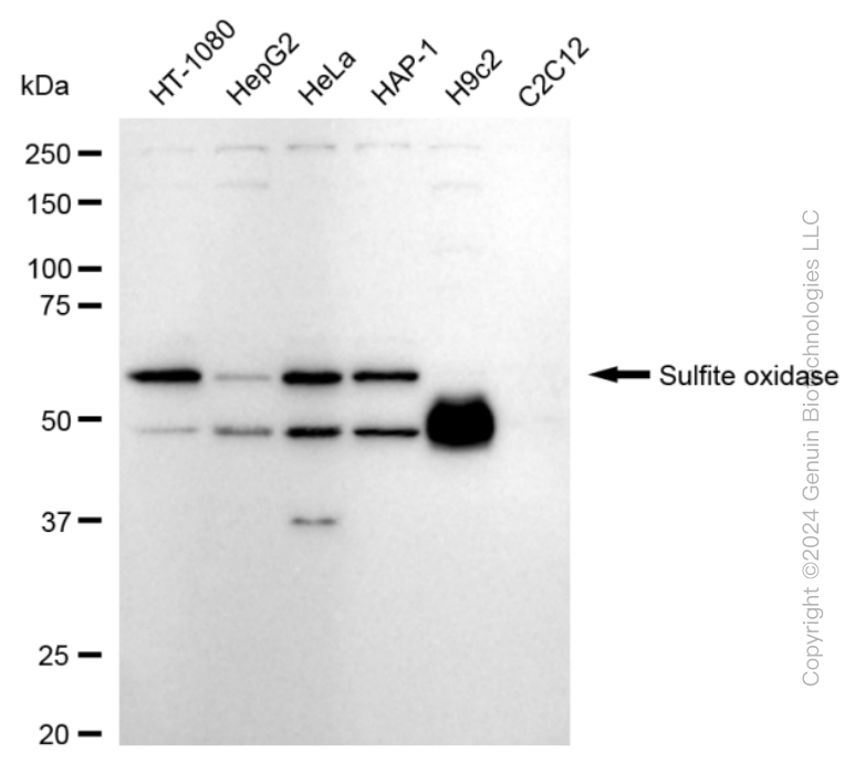 SUOX antibody
