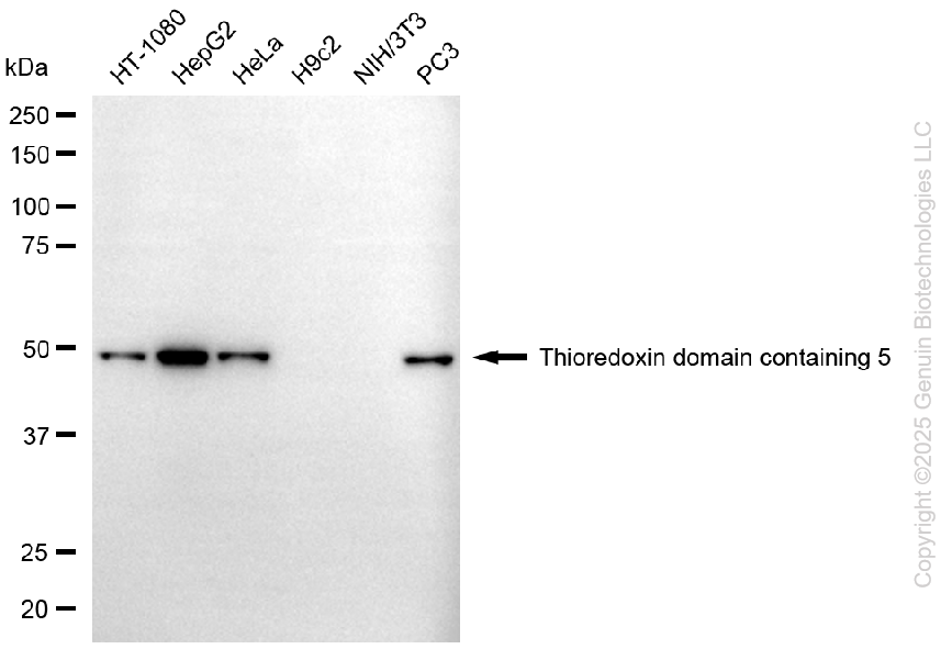 USP39 antibody