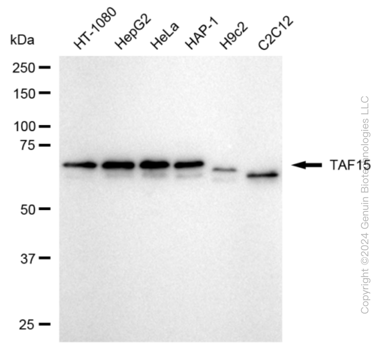 TAF15 antibody