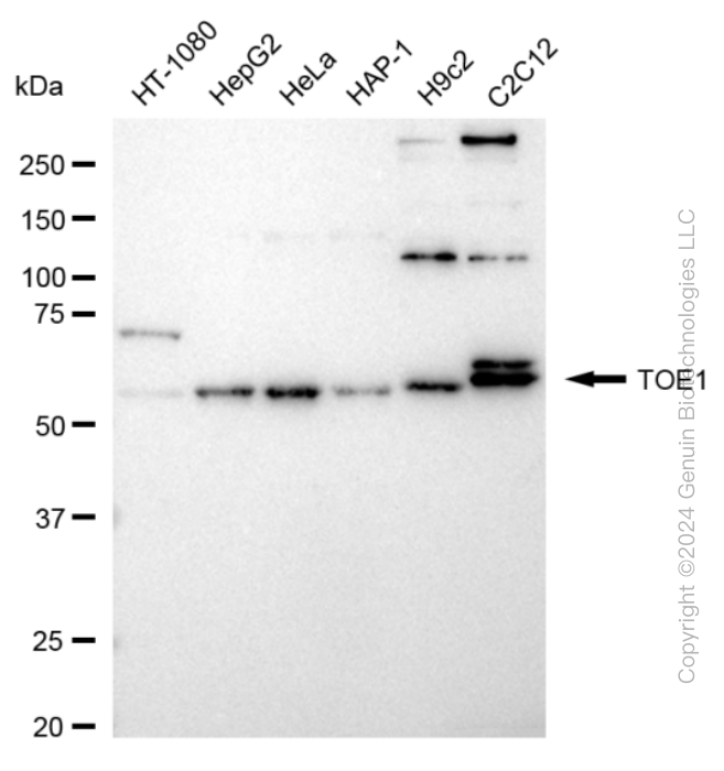 TOE1 antibody