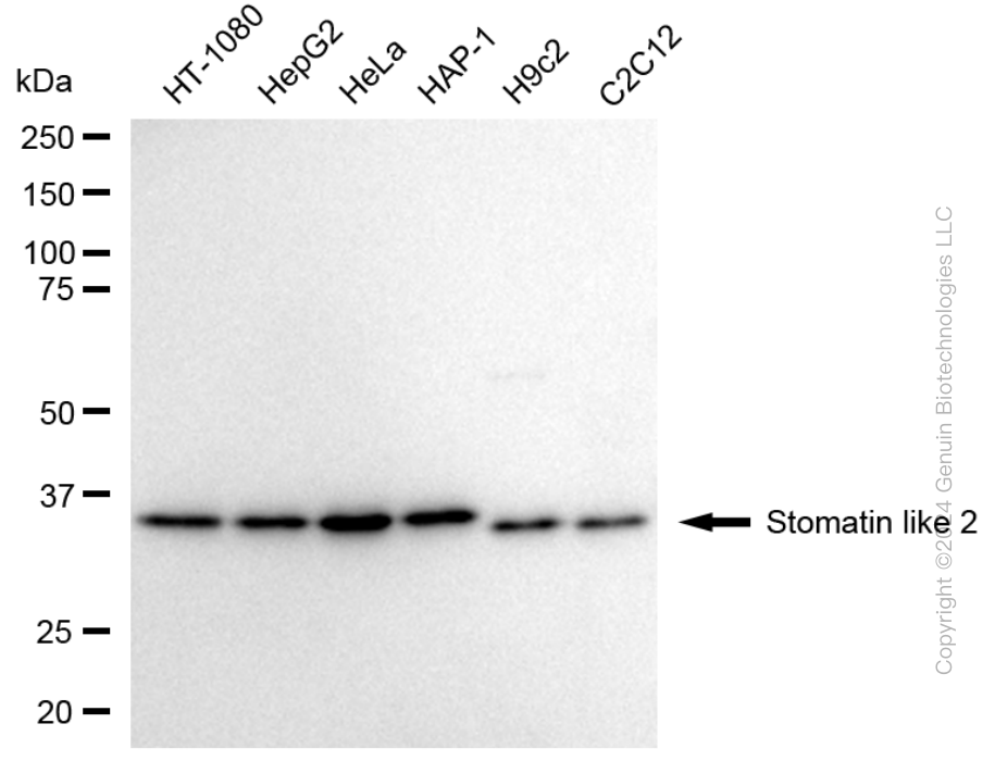 STOML2 antibody
