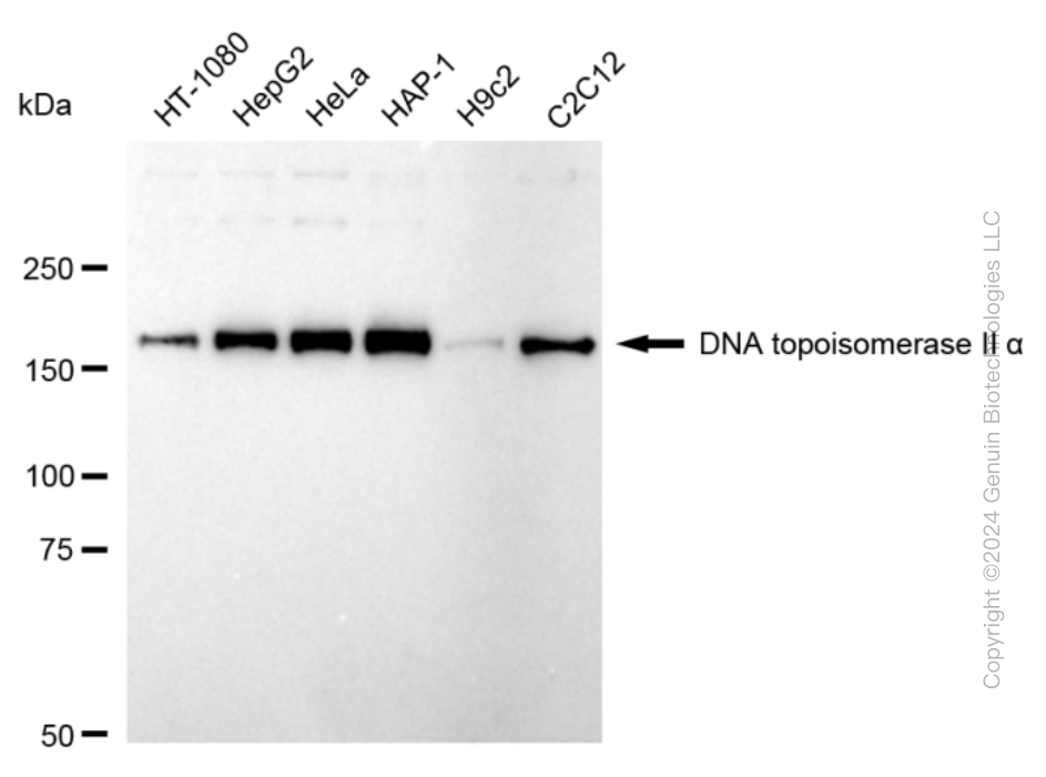 TOP2A antibody