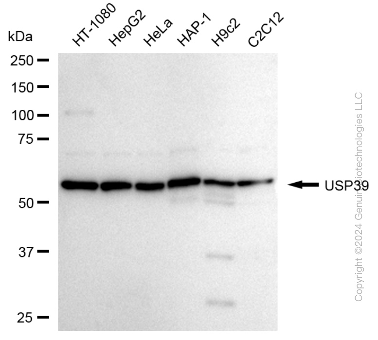 USP39 antibody