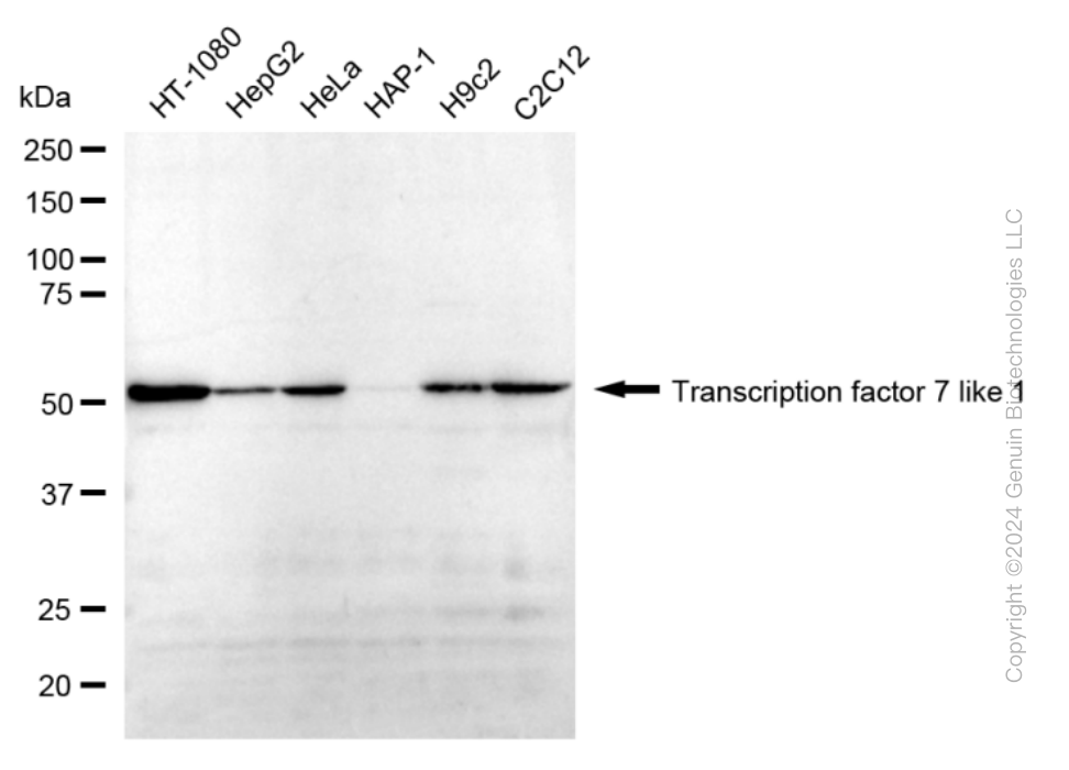 TCF7L1 antibody