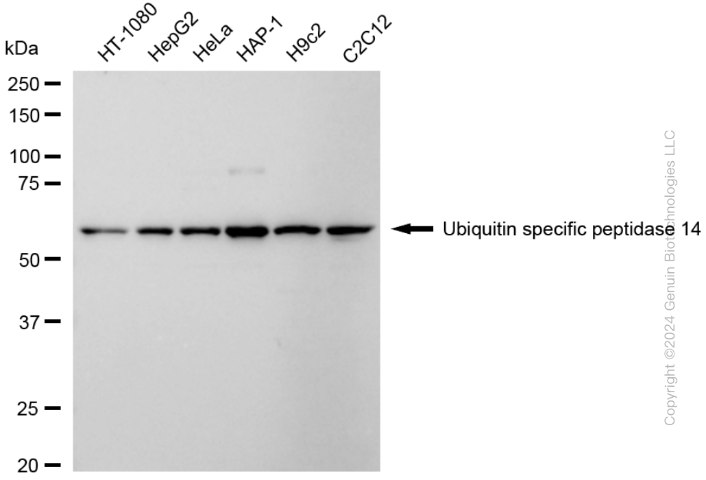 USP14 antibody