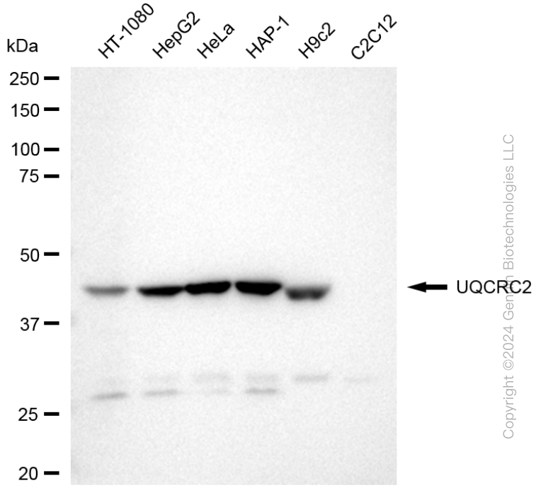 UQCRC2 antibody