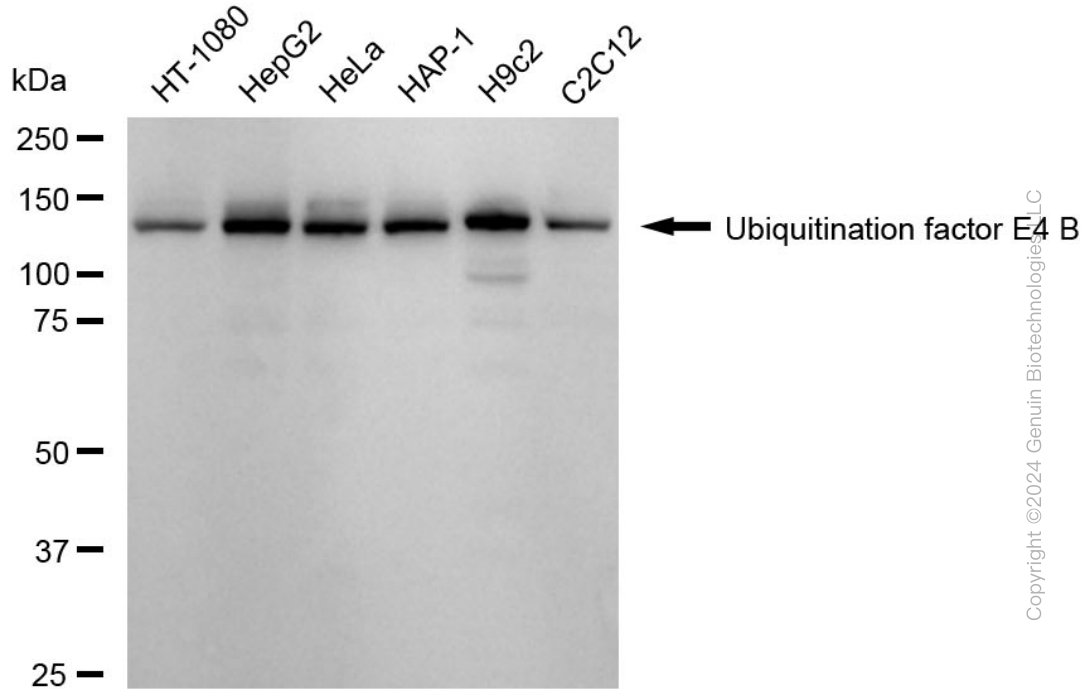 UBE4B antibody