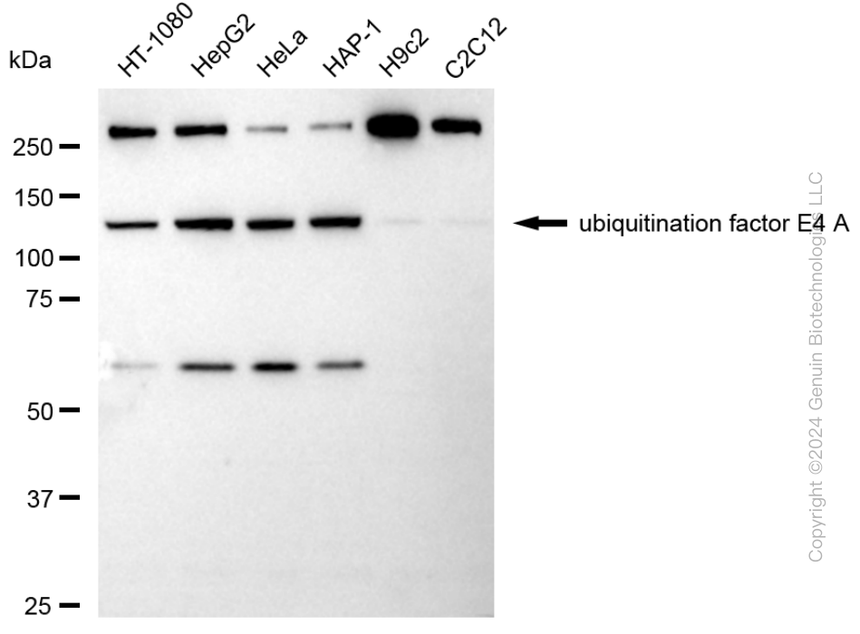 UBE4A antibody