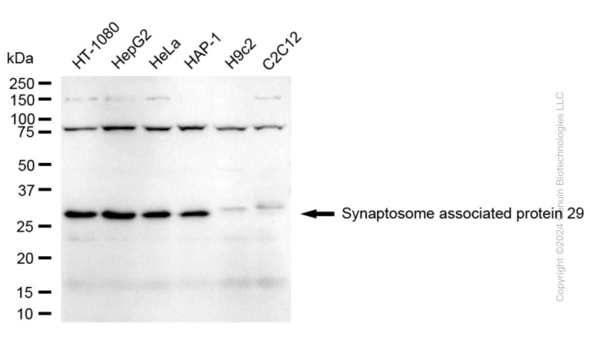 SNAP29 antibody