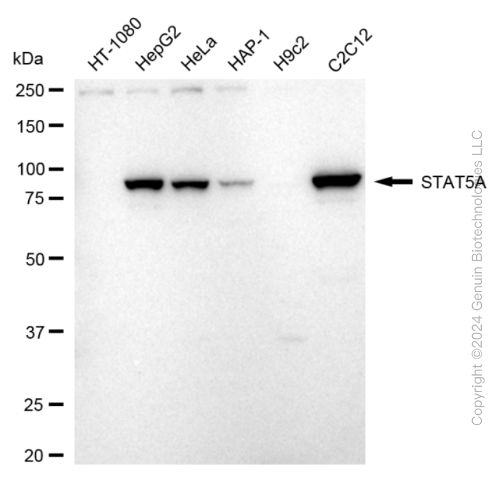 STAT5A antibody