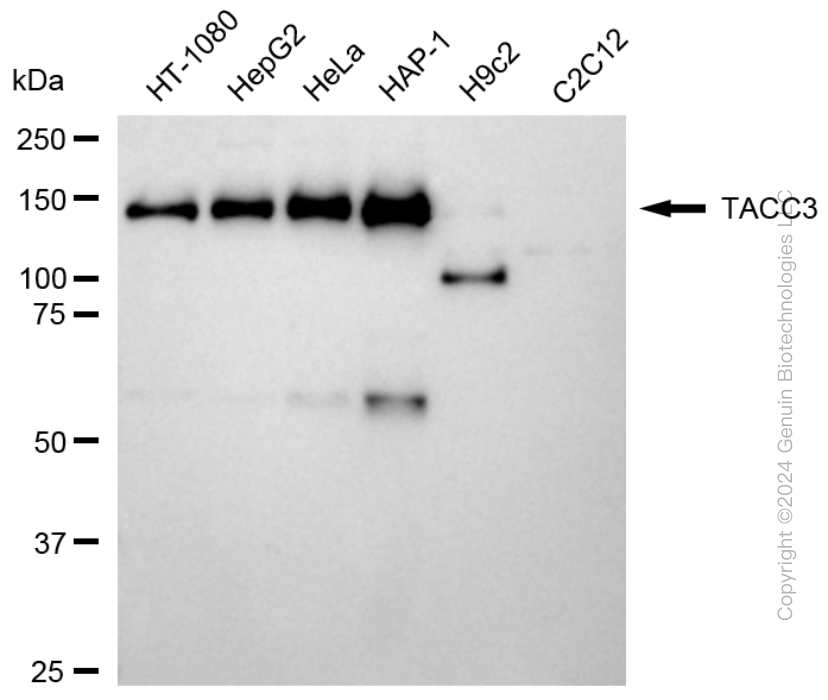 TACC3 antibody