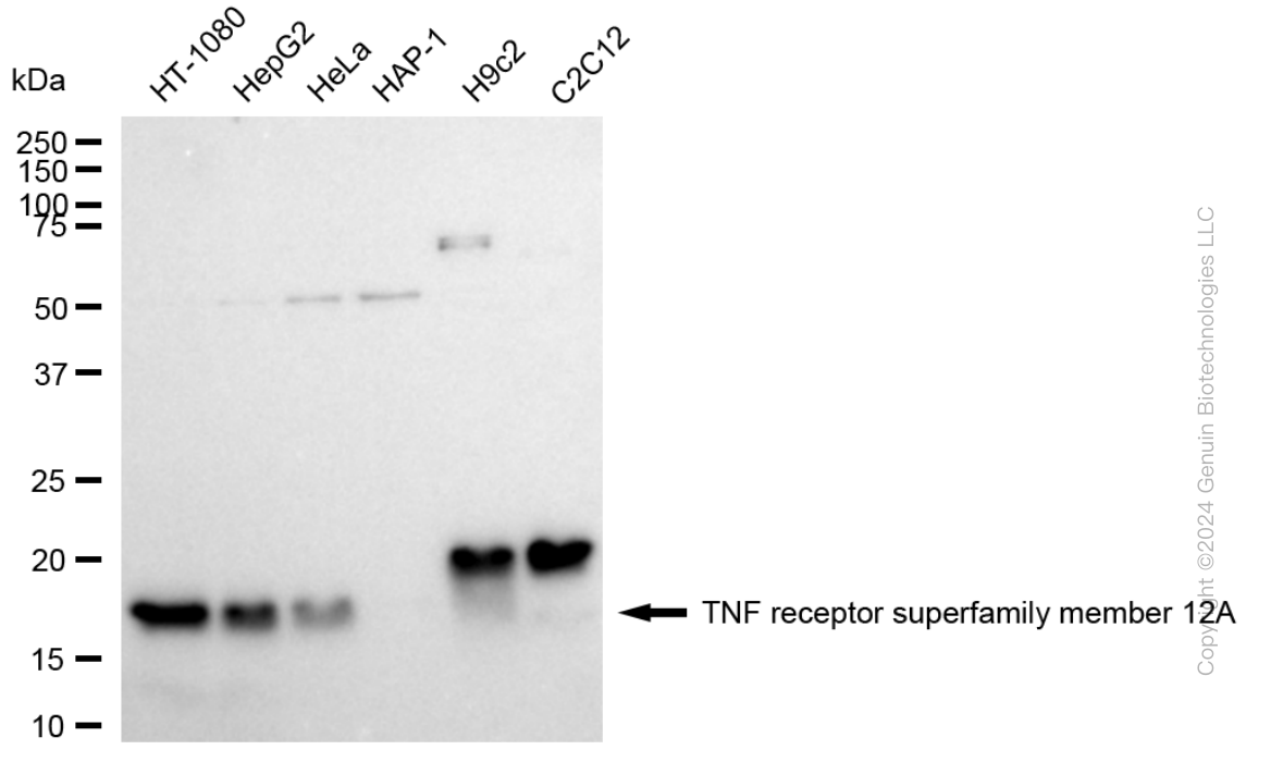 TNFRSF12A antibody