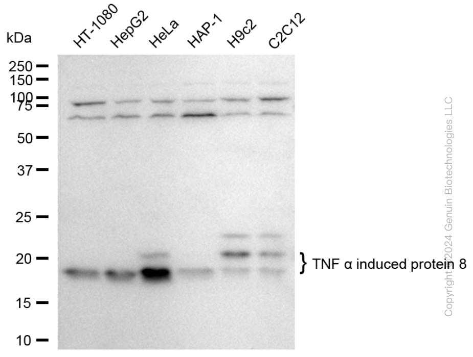 TNFAIP8 antibody