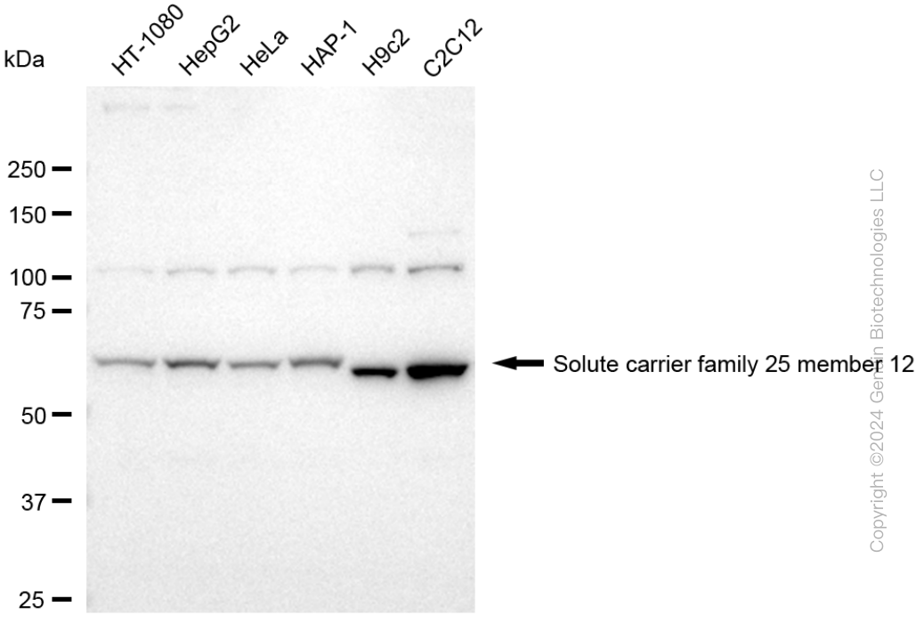 SLC25A12 antibody
