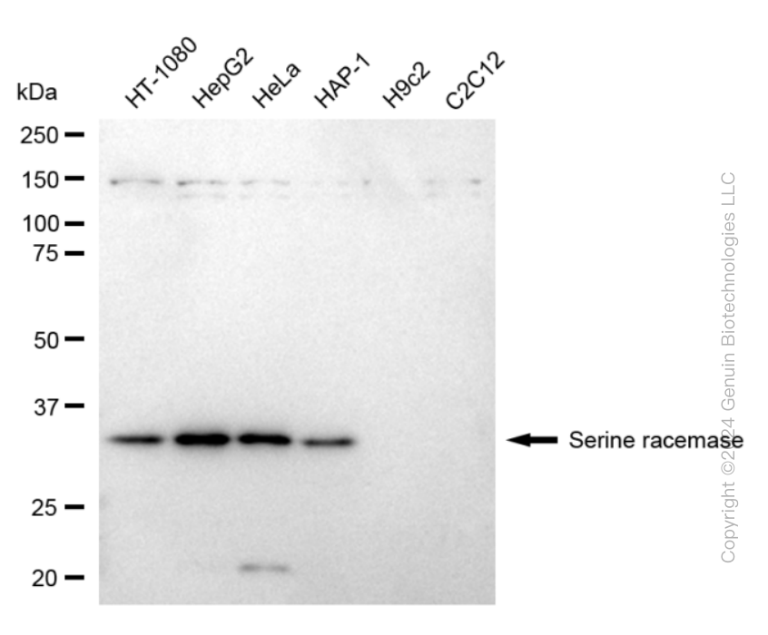 SRR antibody