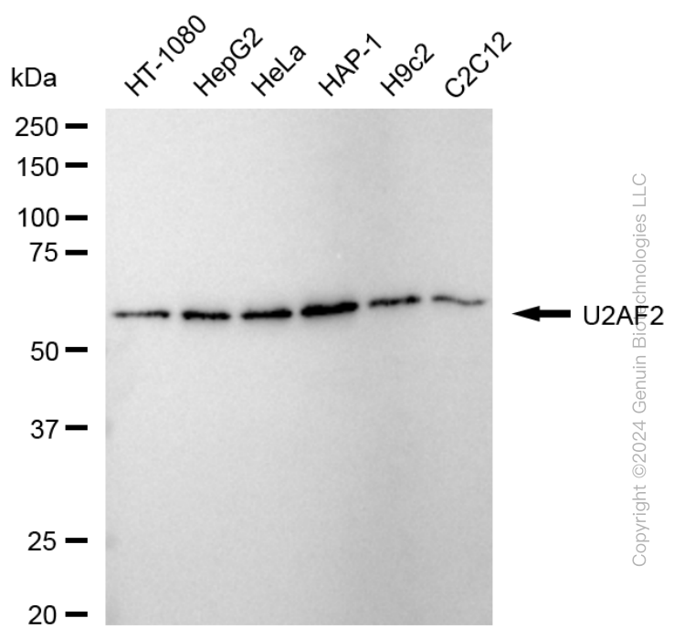 U2AF2 antibody