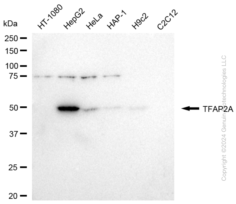 TFAP2A antibody