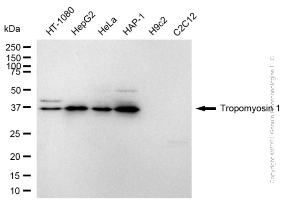 TPM1 antibody
