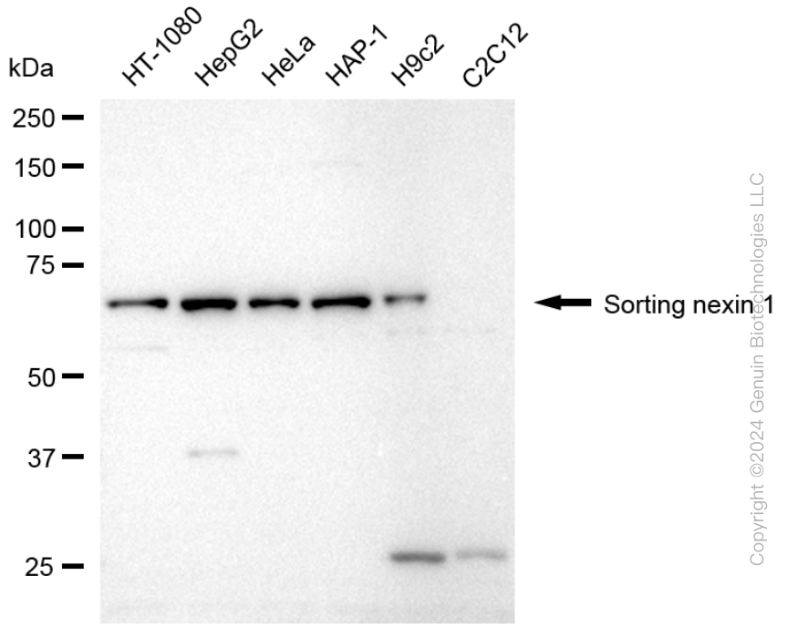 SNX1 antibody