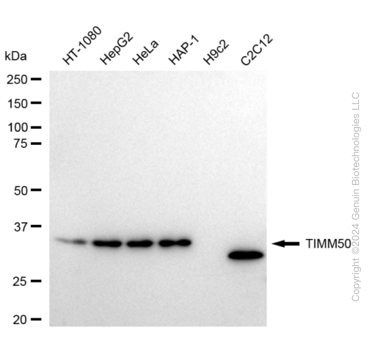 TIMM50 antibody